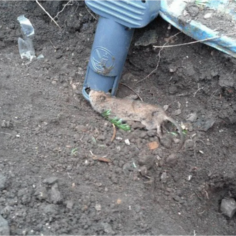 Капан за сляпо куче и къртици Swissinno Solutions Super Cat Капан за сляпо куче и къртици Swissinno Solutions Super Cat